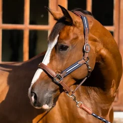 Antarès Sellier - Licol en cuir Stressless grainé havane / marine