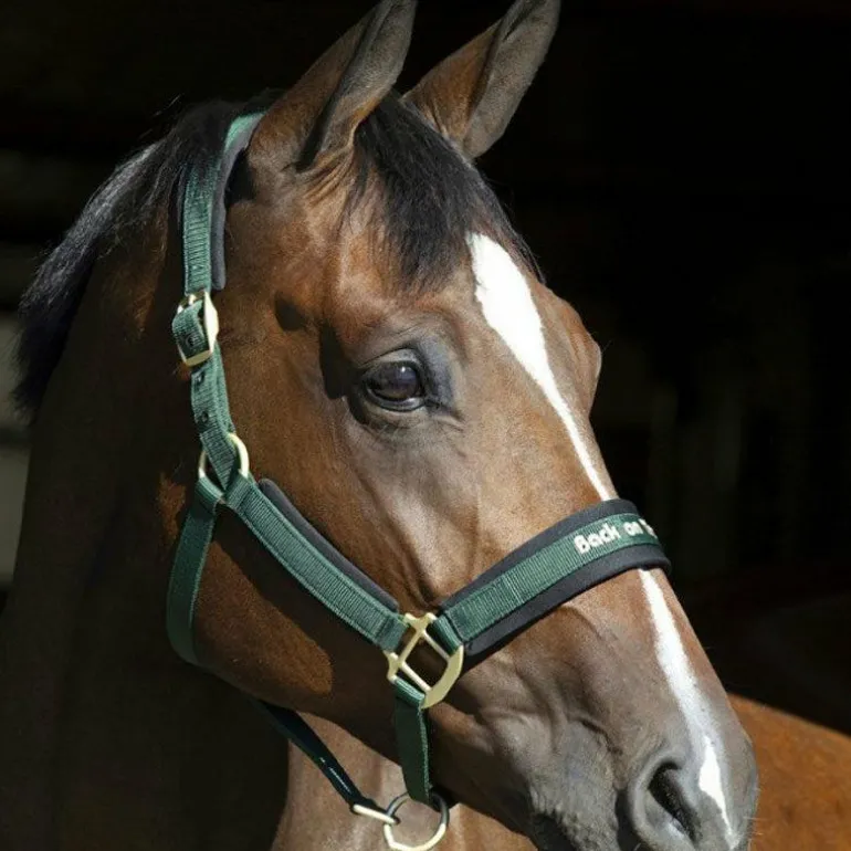 Back On Track - Licol werano vert