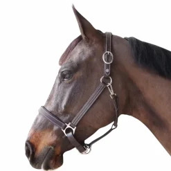 Canter - Licol cheval marron