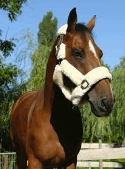 Equithème - Licol de transport Teddy marron/ écru