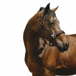 Equithème - Licol Nylon Jacquard marron