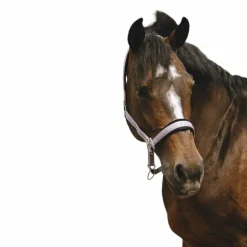 Equithème - Licol Nylon Jacquard lilas