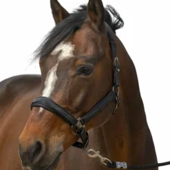 Equithème - Licol nylon Strass noir