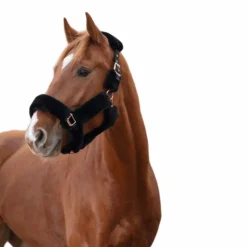 Equithème - Licol Teddy noir