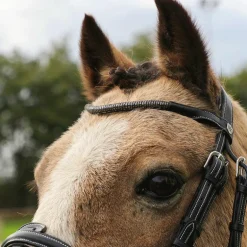 Flags & Cup - Bridon Doha avec rênes noir