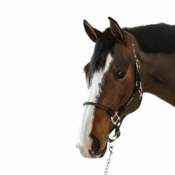 Harcour - Licol pour chevaux Honey gris foncé