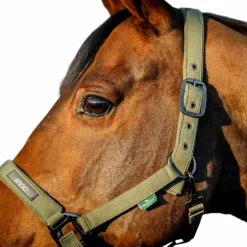 Horseware - Licol et longe Amigo bramble