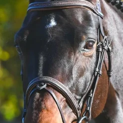 Jump'In - Bridon Carat collection One premium havane