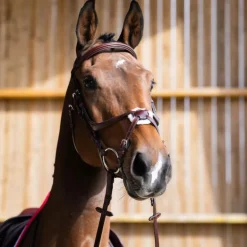 Jump'In - Bridon muserolle croisée Evolution noisette