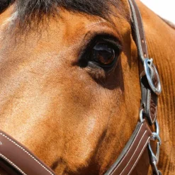 Jump'In - Licol Fancy One Noisette