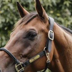 Kentucky Horsewear - Licol anatomique en cuir vegan noir