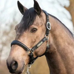 LeMieux - Licol Capella noir