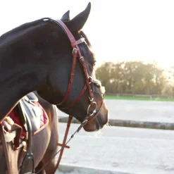 Lexington - Bridon Tucson Croisé avec rênes camel