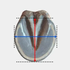 Michel Vaillant - Hipposandale Floating boots trainer antérieurs