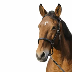 Norton - Bridon/ licol Training noir