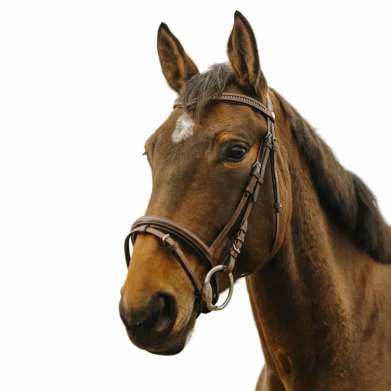 Norton - Bridon Strass V havane