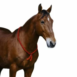 Norton - Cordelette/ Collier éthologique marron