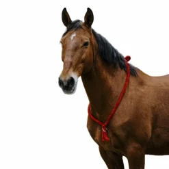 Norton - Cordelette/ Collier éthologique noir