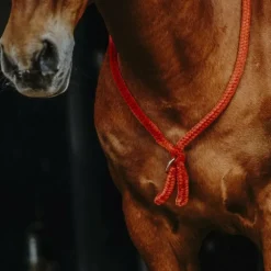 Norton - Cordelette/ Collier éthologique noir