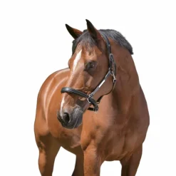 Norton - Licol cuir grooming noir