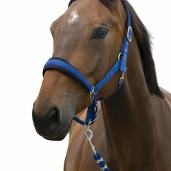 Norton - Licol et longe Large bleu