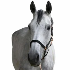 Norton - Licol et longe nylon rose gold/ noir