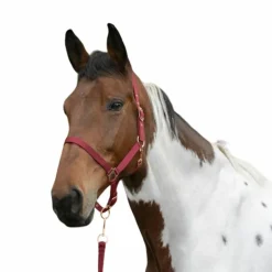 Norton - Licol et longe nylon rose gold/ bordeaux