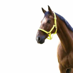 Norton - Licol fluo doublé jaune