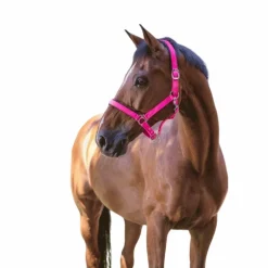 Norton - Licol fluo doublé rose