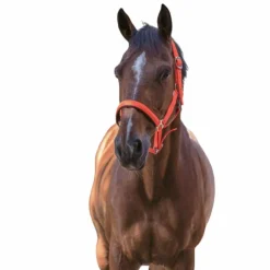 Norton - Licol fluo doublé Orange