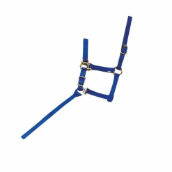 Norton - Licol foal + longe bleu roi