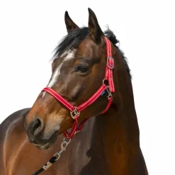 Norton - Licol Grooming rouge