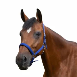 Norton - Licol nylon doublé néoprène bleu roi