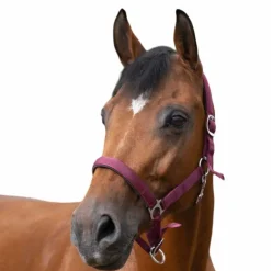 Norton - Licol nylon doublé néoprène bordeaux