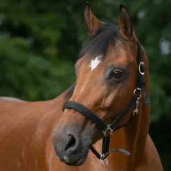 Norton - Licol nylon doublé néoprène noir