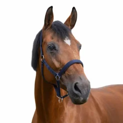 Norton - Licol nylon doublé néoprène marine