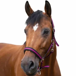 Norton - Licol nylon doublé néoprène noir/ framboise