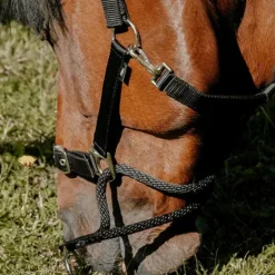 Norton - Licol Nylon Educatif noir