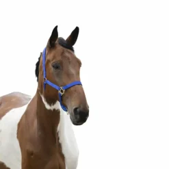 Norton - Licol nylon muserolle réglable bleu roi