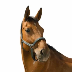 Norton - Licol Reflective vert