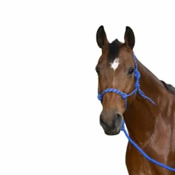 Norton - Licol éthologique longe "eco" bleu