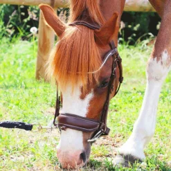 Norton Pro - Bridon Miss havane