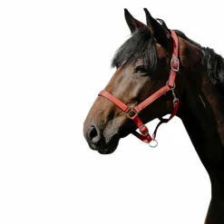 Riding World - Licol Nylon Cushion rouge