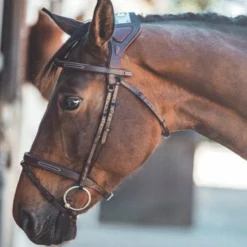 TdeT - Bridon Chagall havane foncé