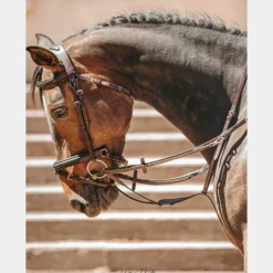 TdeT - Bridon et rênes Lautrec havane foncé/noir