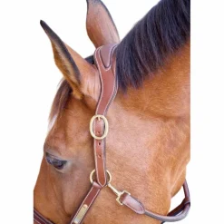 TdeT - Licol cuir et plaque anatomique tabac