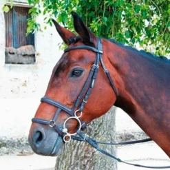 TdeT - Muserolle française/allemande noir