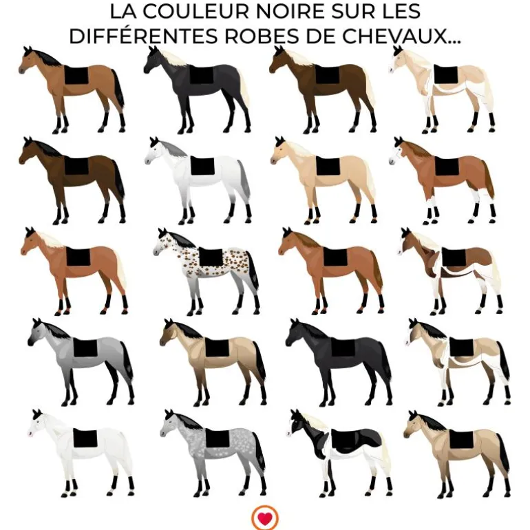 TdeT - Tapis de selle Thérèse noir